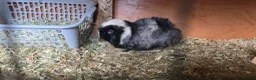Guinea Pig rodents for sale: Female pigs for sale  - Advert 1