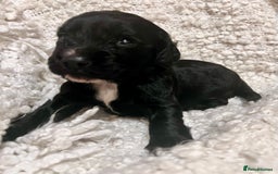 Cocker Spaniel dogs for sale: Fully health tested KC reg working Cocker Spaniels - Image 20