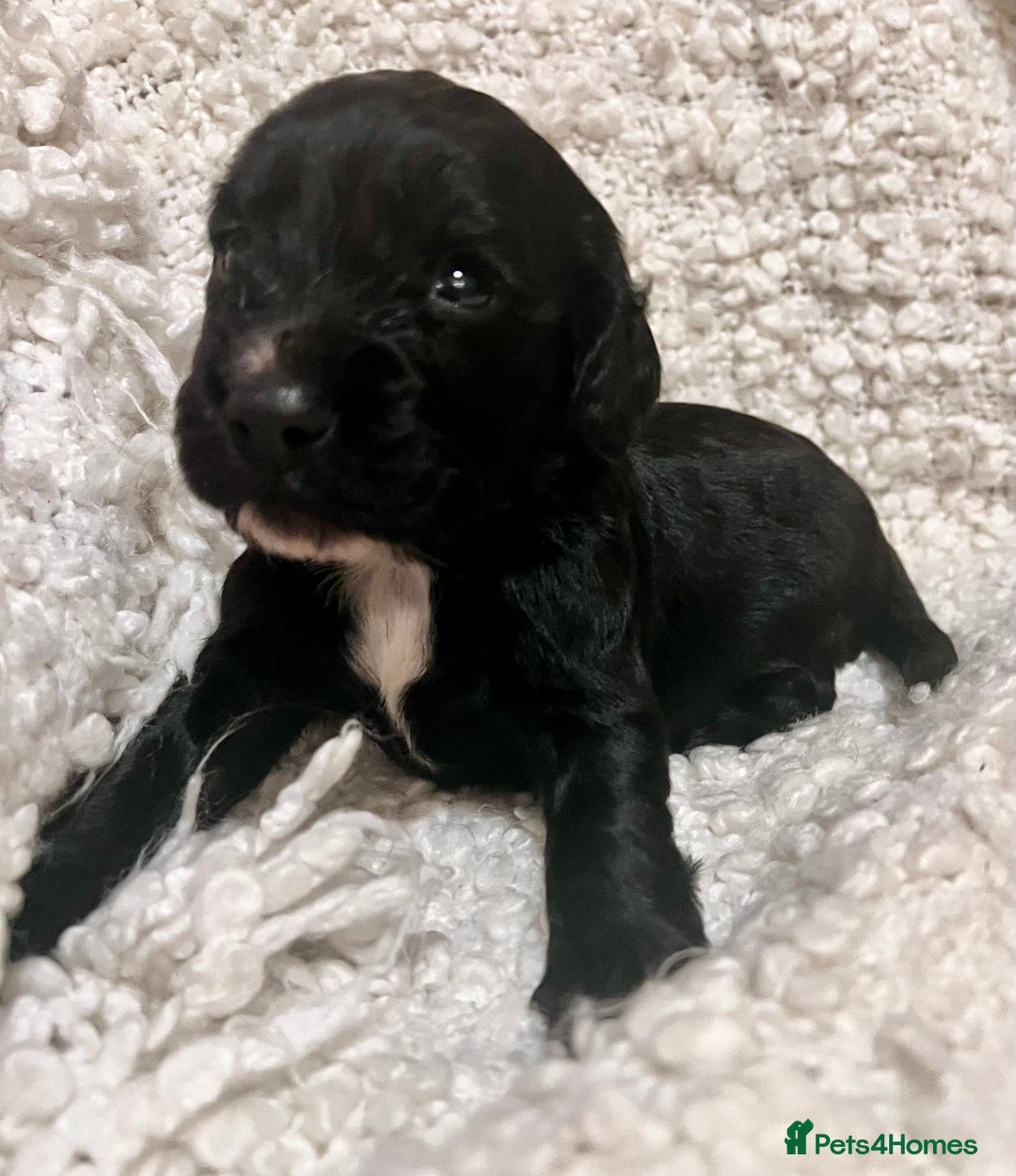 Cocker Spaniel dogs for sale: Fully health tested KC reg working Cocker Spaniels - Image 20