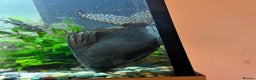 Catfish fish for sale: Featherfin Squeakers x2 - Advert 5