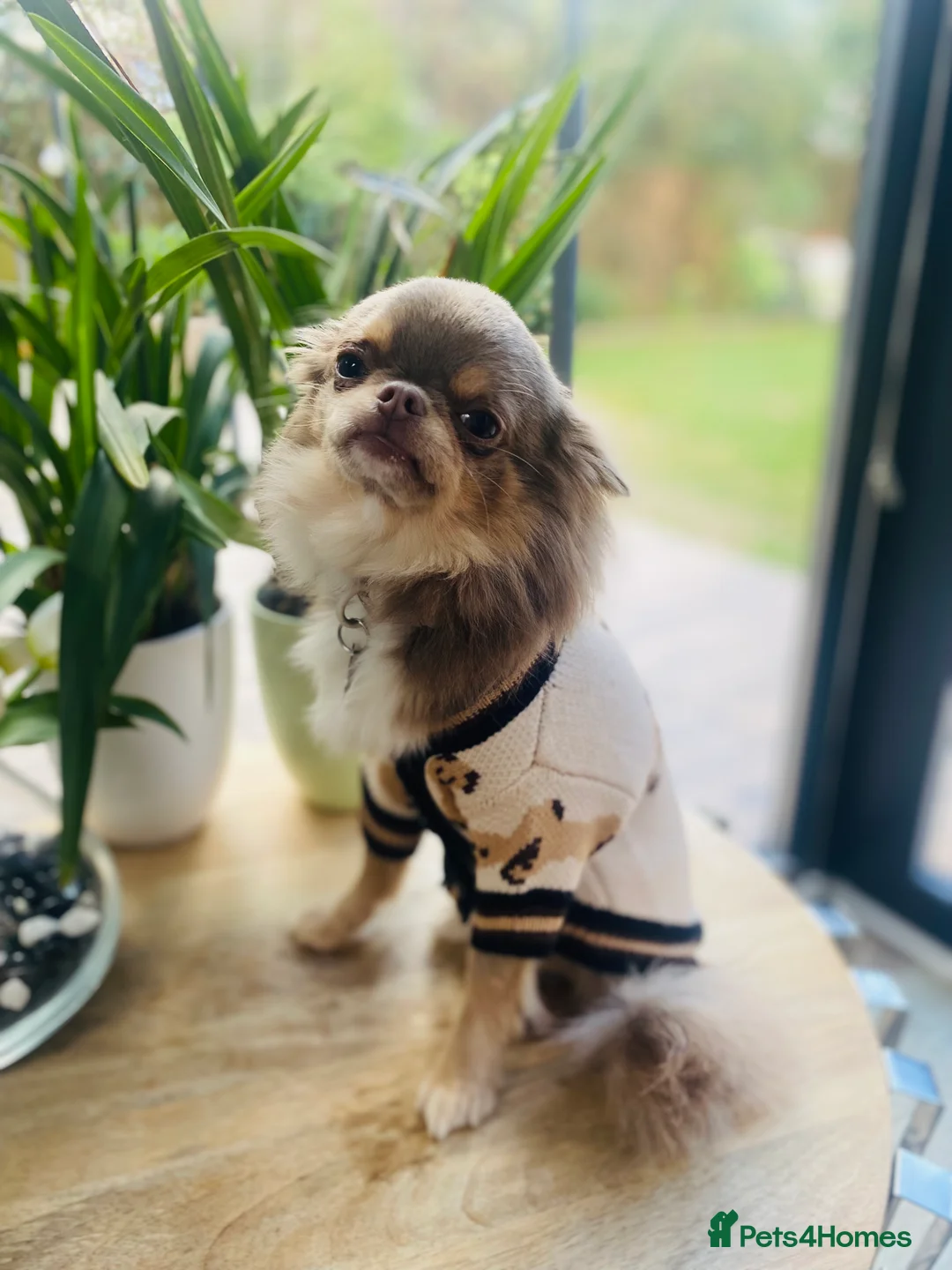 Chihuahua dogs for stud: Adorable long coat Chihuahua with 4 generations ❤️ in Dorchester - Advert 9