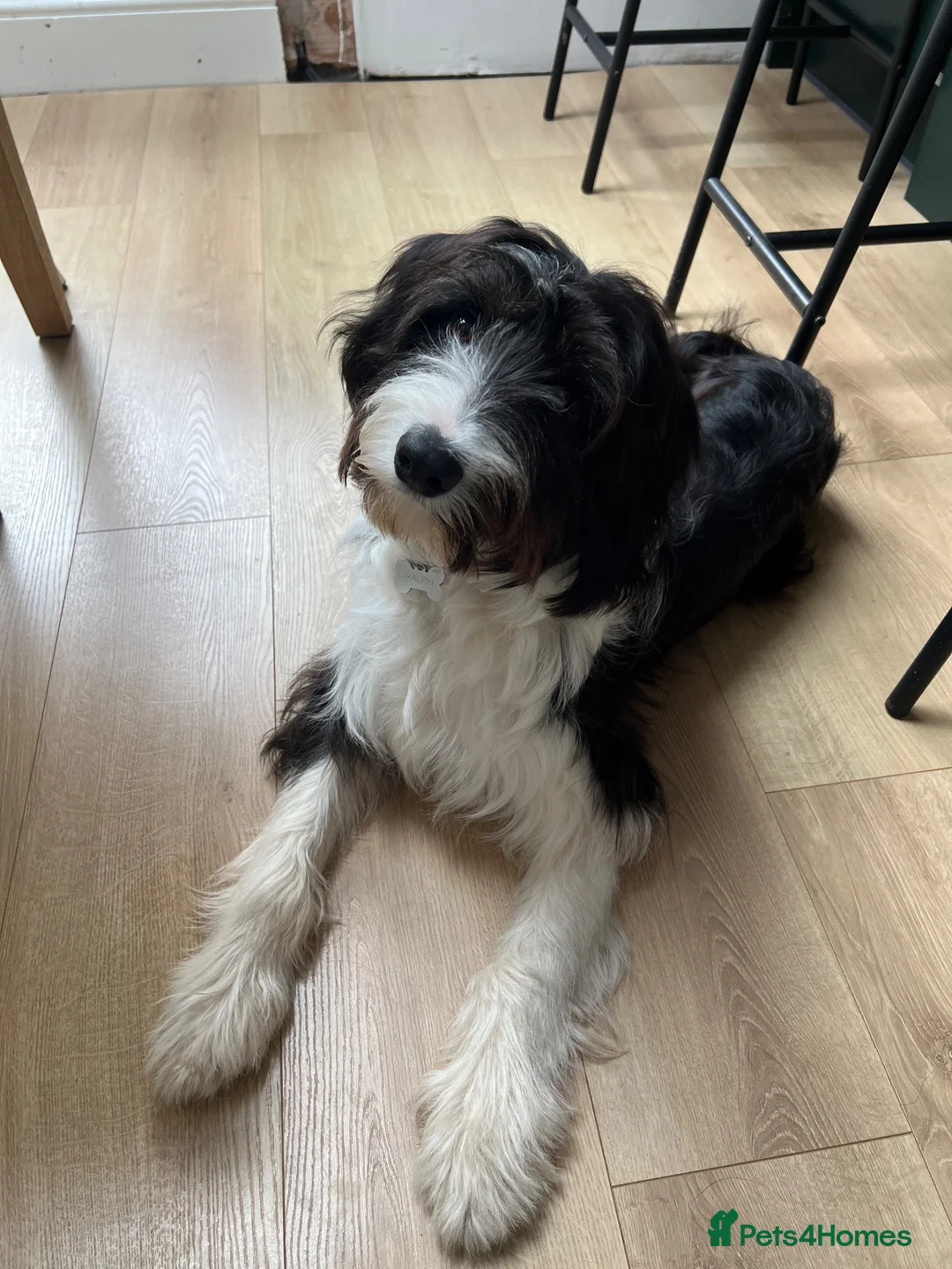 Mixed Breed dogs for sale: Border Collie × Cockapoo – Active Home Wanted in Newent - Advert 2