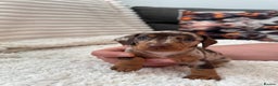 Miniature Dachshund dogs for sale: 8 Adorable miniature dachshund puppies - Advert 2