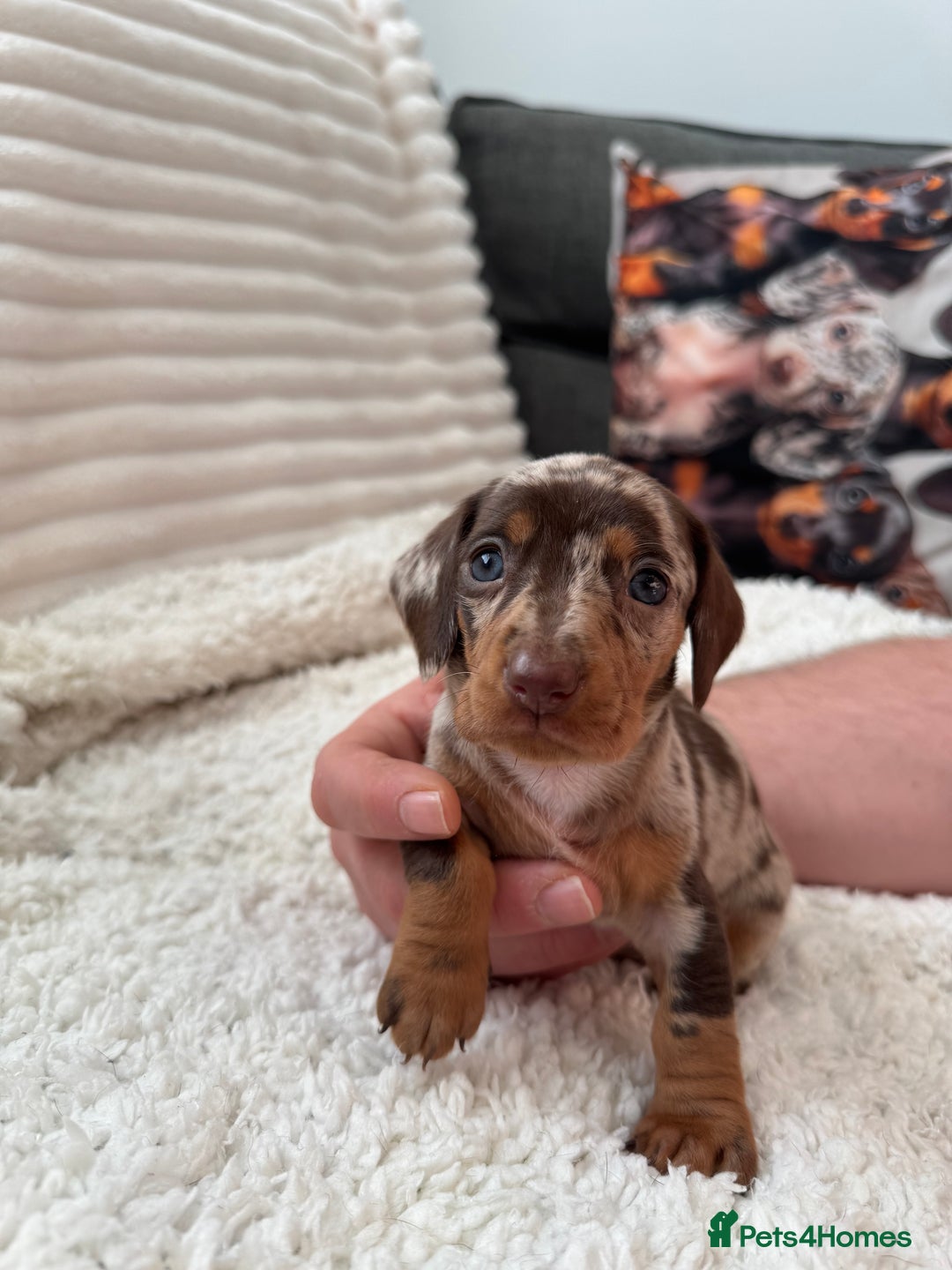 Miniature Dachshund dogs for sale: 8 Adorable miniature dachshund puppies - Advert 2