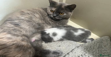 British Shorthair cats - Advert 9