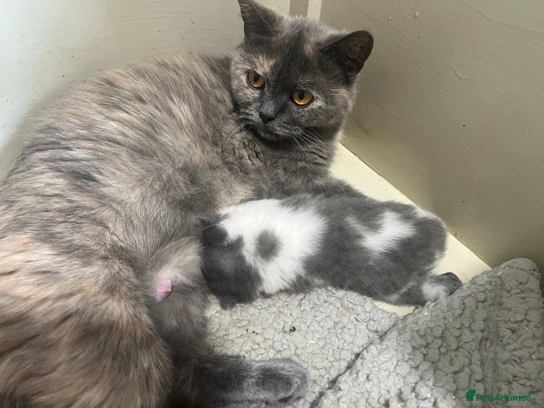 British Shorthair cats for sale: 2 Stunning British Shorthair Kittens  - Image 2