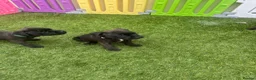 Staffordshire Bull Terrier dogs for sale: **KC reg*22 Champions* staffy pups - Advert 13