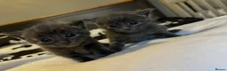 Russian Blue cats for sale: Mixed Russian Blue Kittens - Advert 5