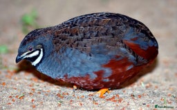 Quail poultry for sale: Healthy Quails for Sale! Eggs, Chicks  Adults - Image 2
