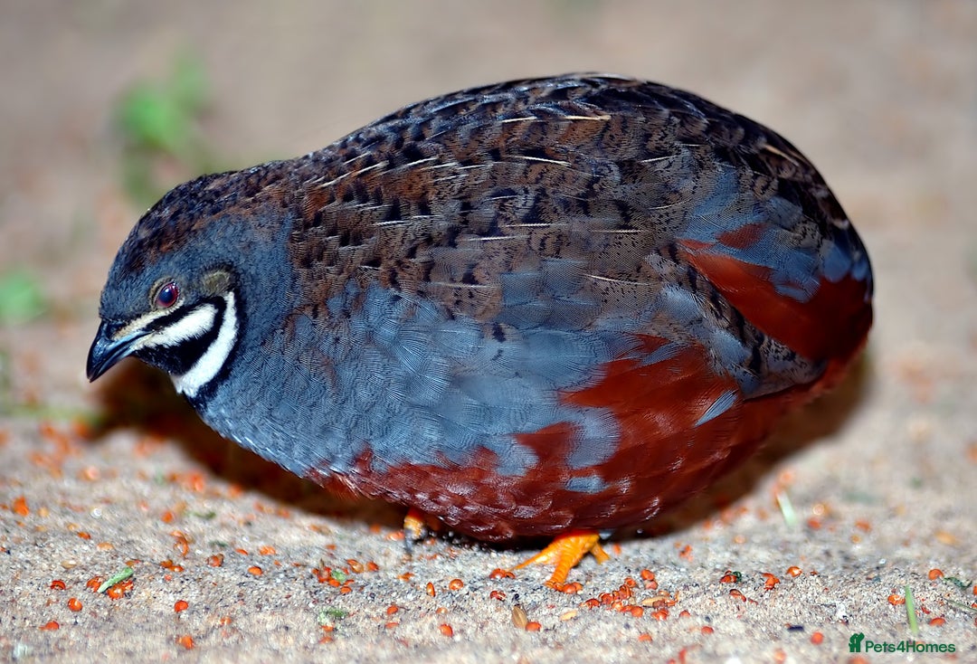 Quail poultry for sale: Healthy Quails for Sale! Eggs, Chicks  Adults - Image 2