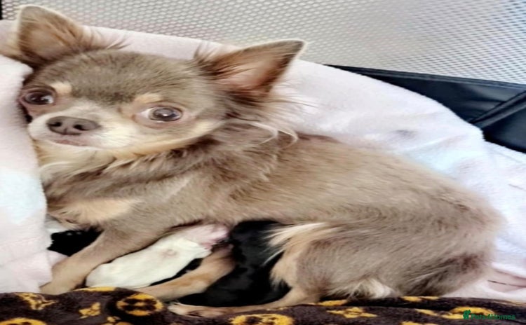 Chihuahua dogs - Advert 4