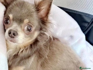 Chihuahua dogs for sale - Advert 1