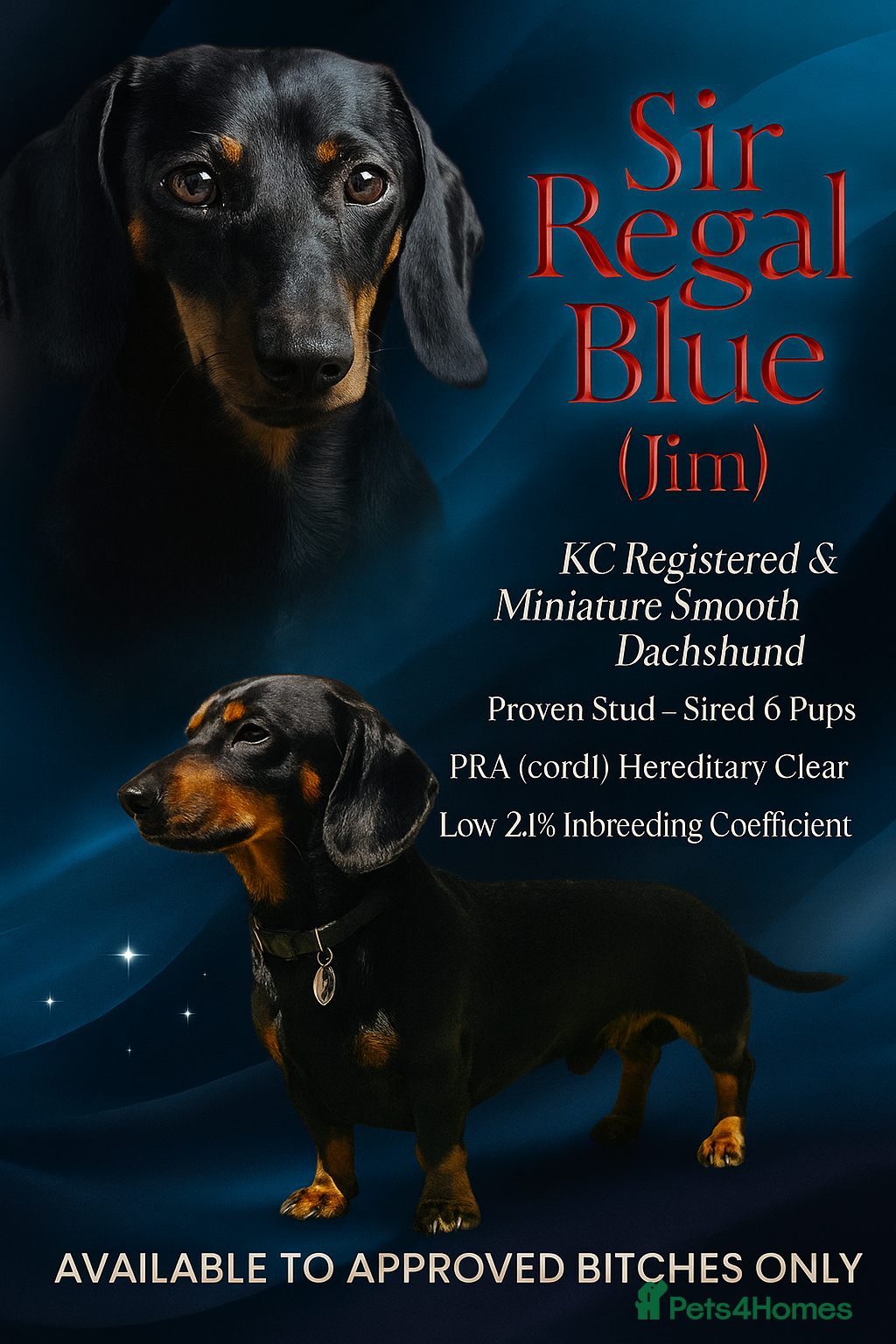 Miniature Dachshund dogs KC Registered Miniature Dachshund Stud - Advert 14