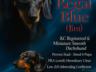 Miniature Dachshund dogs - Advert 14