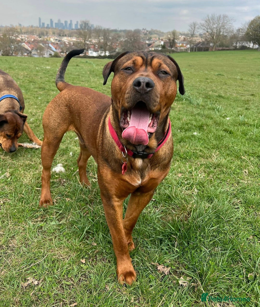 Mixed Breed dogs for sale: F4 STAFFWEILERS - Image 13