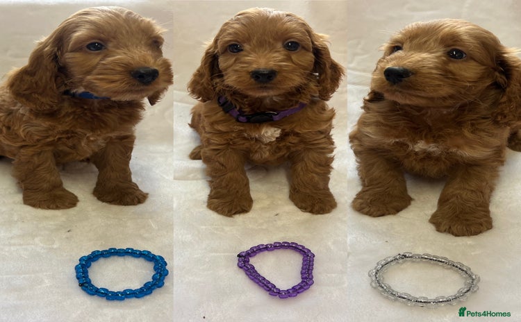 Cockapoo dogs - Advert 1