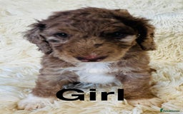 Cockapoo dogs for sale: stunning merle cockapoo puppies, ready 21st august - Image 3