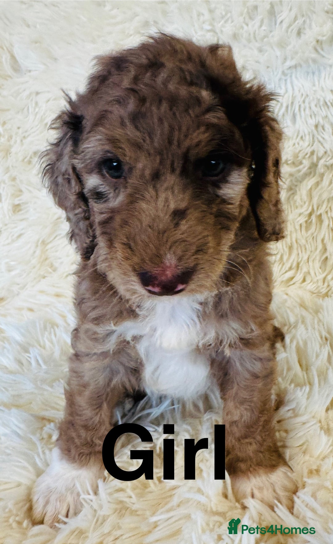 Cockapoo dogs for sale: stunning merle cockapoo puppies, ready 21st august - Image 3