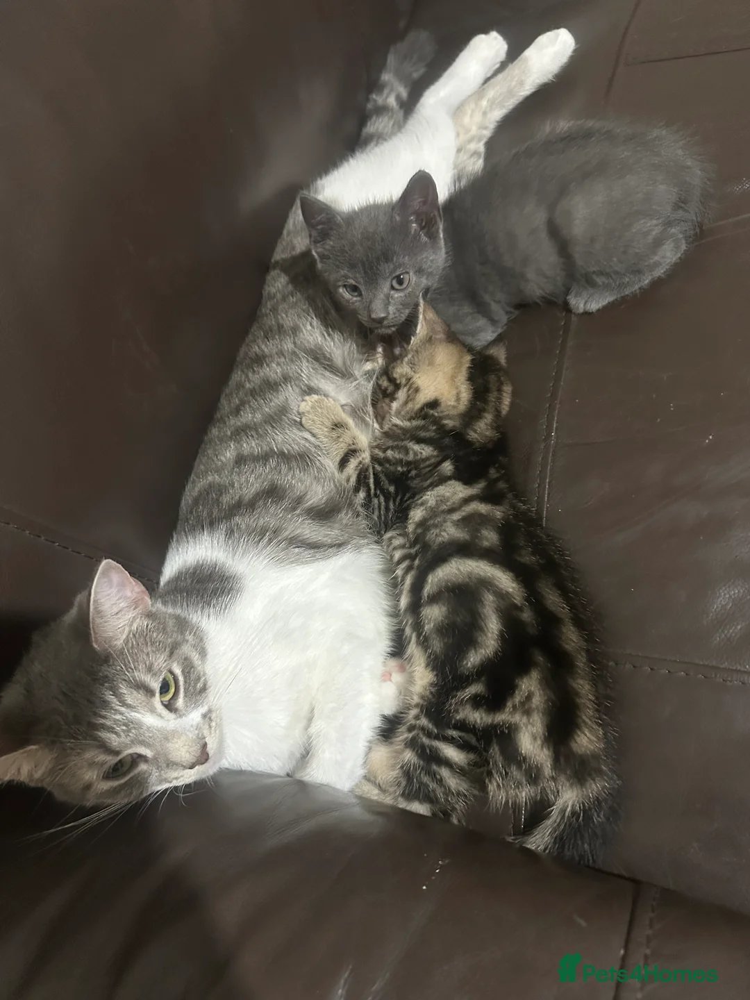 Mixed Breed cats for sale: 2 Handsome Kittens looking for their Forever Home - Advert 1