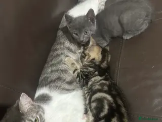 Mixed Breed cats 2 Handsome Kittens looking for their Forever Home - Advert 5