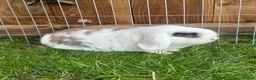 Mini Lop rabbits for sale: Mini lop babies  - Advert 4