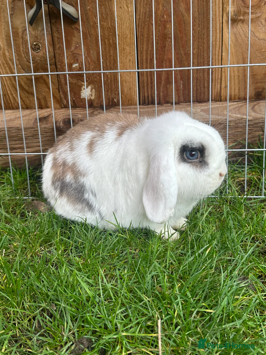 Mini Lop rabbits for sale: Mini lop babies  - Advert 4