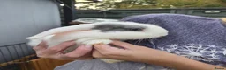 Mixed Breed rabbits for sale: Beautiful Litter Of Lop Earred Bunnies  - Advert 1