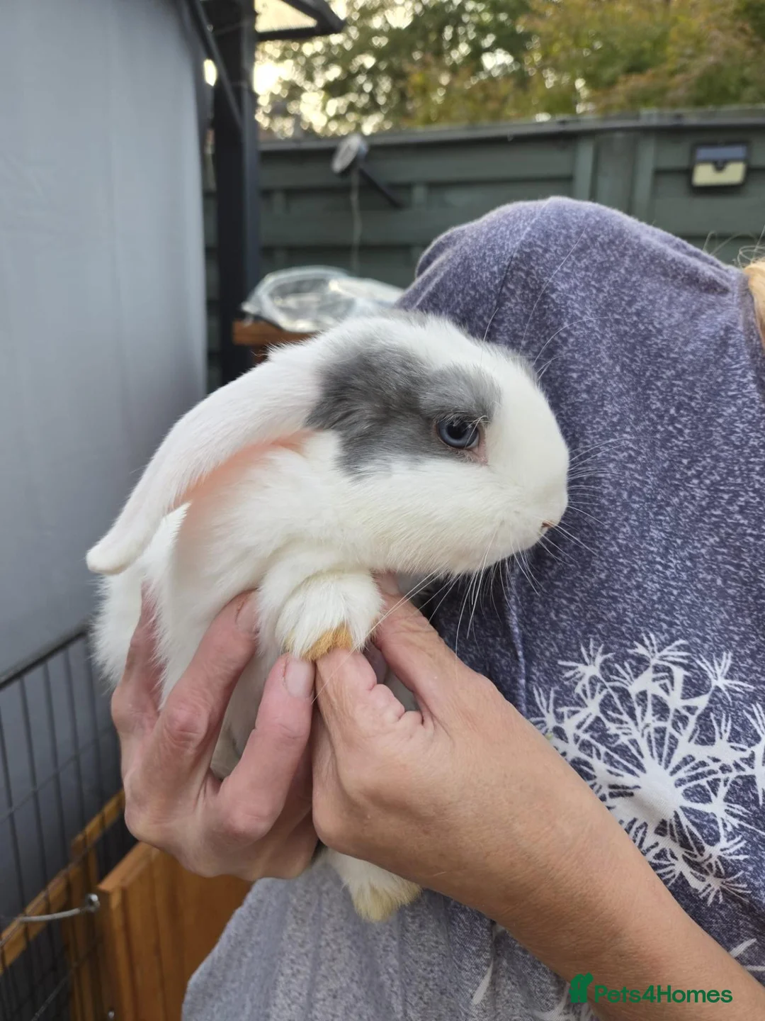 Mixed Breed rabbits for sale: Beautiful Litter Of Lop Earred Bunnies  - Advert 1
