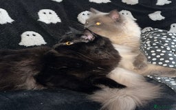 Ragdoll cats for sale: Two boys are looking for new home (Indoor only)  - Image 1