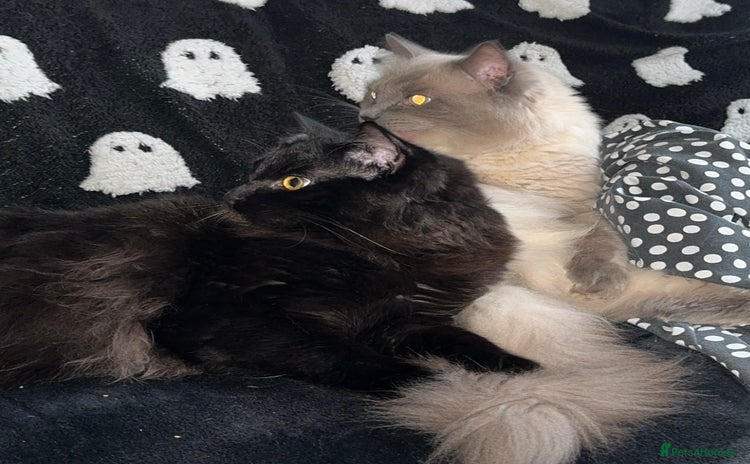 Ragdoll cats - Advert 16