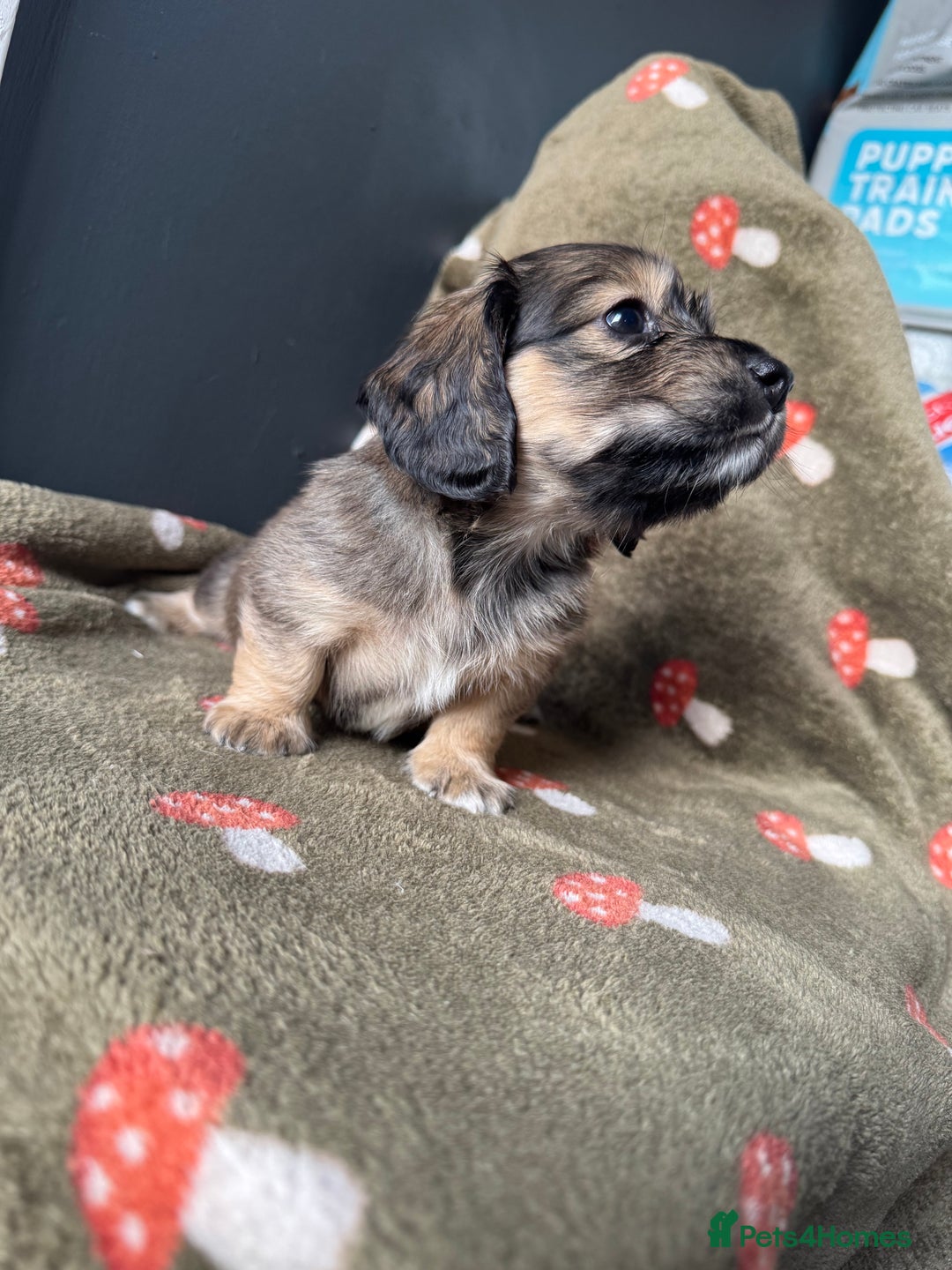 Miniature Dachshund dogs for sale: Cream&Shaded KC reg. PRA clear 4 weeks old - Image 5