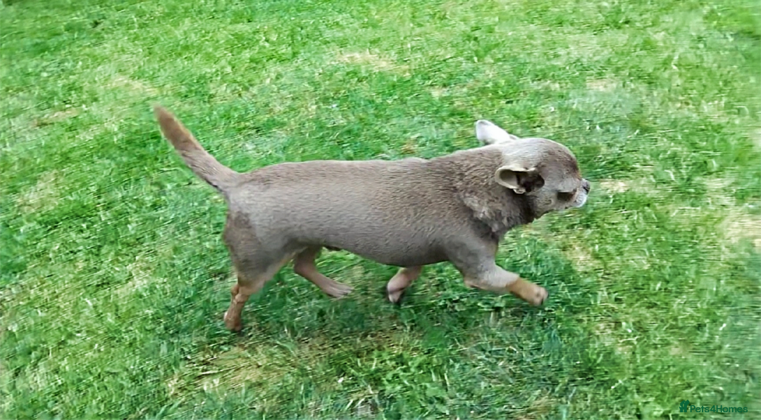 Chihuahua dogs for stud: KC reg - Health tested - PROVEN  - Advert 15