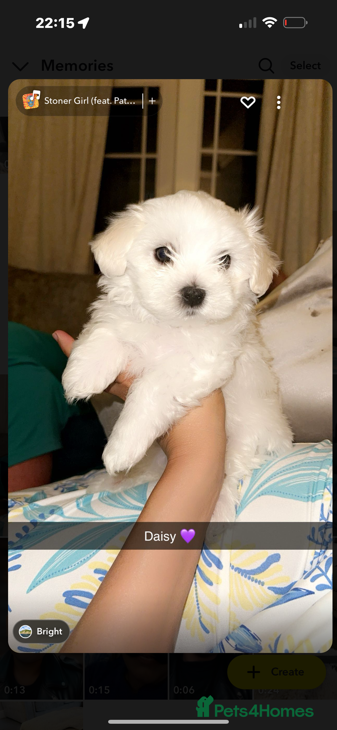 Mixed Breed dogs for sale: Bichon Maltese pups for sale 4 girls 1 boy - Image 2