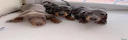 Dachshund dogs for sale: Dachshund  - Advert 6