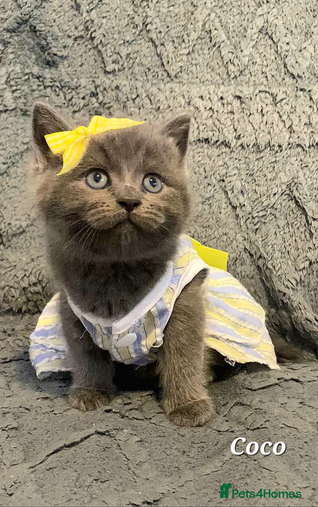 British Shorthair cats for sale: Little princess 👸  - Advert 15