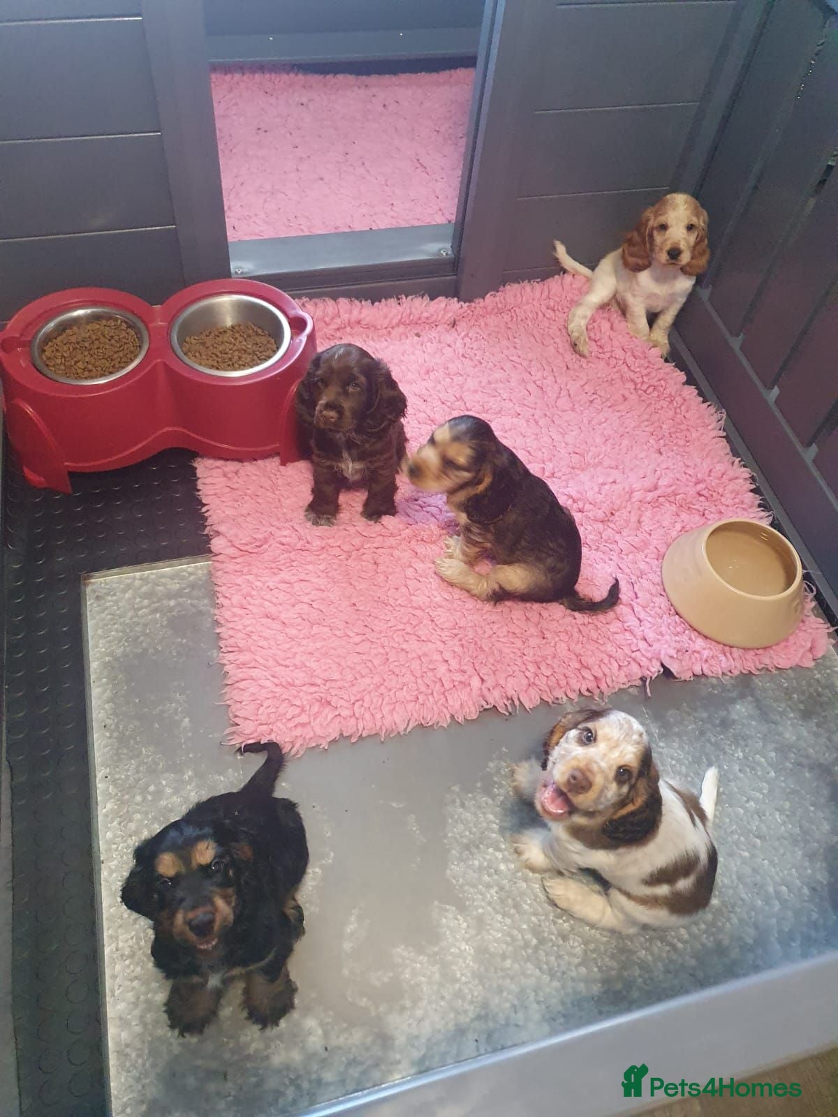 Cocker Spaniel dogs Gorgeous KC Health Tested Show Pups - Advert 1