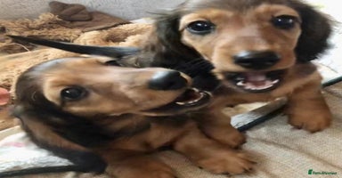 Miniature Dachshund dogs - Advert 3