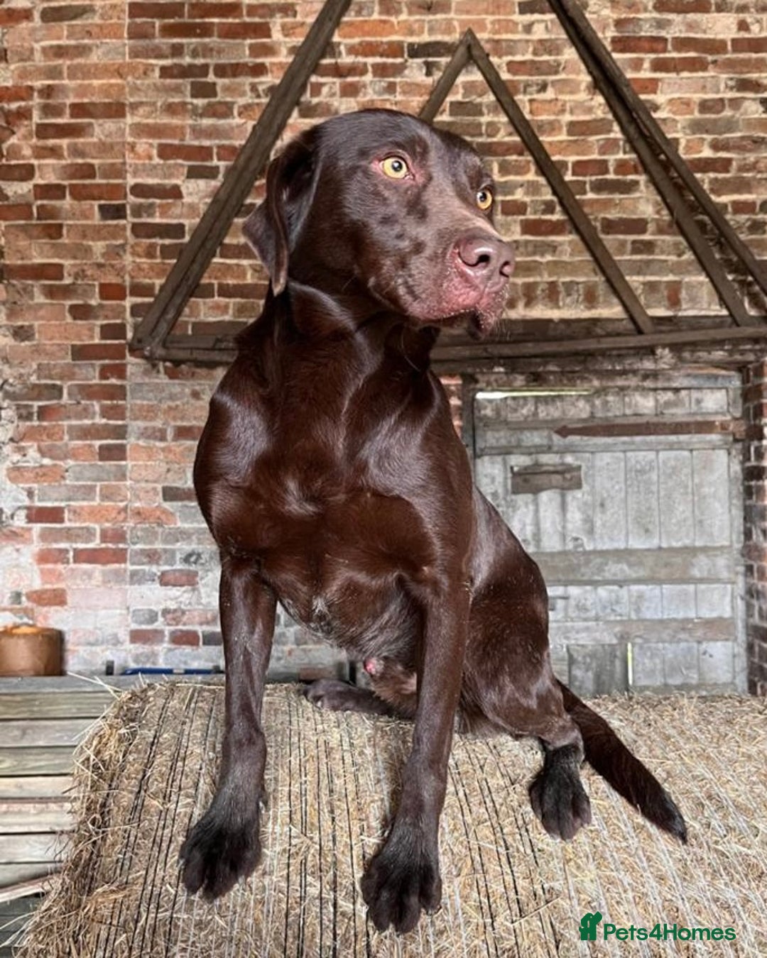 Labrador Retriever dogs for sale: Outstanding litter of Chocolate Labradors  - Advert 16