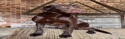 Labrador Retriever dogs for sale: Outstanding health tested Chocolate Labradors  - Advert 16