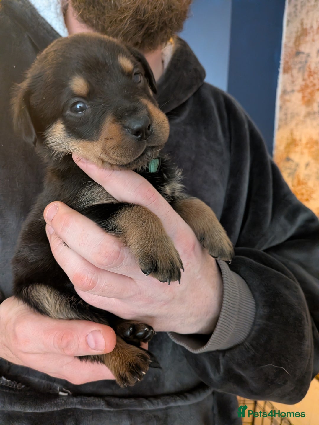 Rottweiler dogs for sale: ⭐ Rottweiler ⭐ - Advert 22