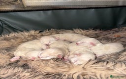 Ragdoll cats for sale: Ragdolls kittens 2 girls & 3 boys  - Image 1