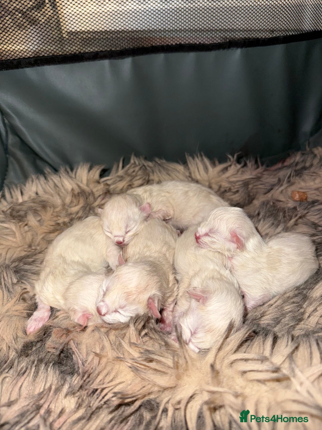 Ragdoll cats for sale: Ragdolls kittens 2 girls & 3 boys  - Image 1