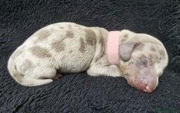 Miniature Dachshund dogs for sale: 🌟QUALITY KC REG & PRA CLR MINIATURE DACHSHUNDS🌟 - Image 10