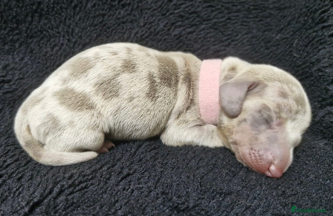Miniature Dachshund dogs for sale: 🌟QUALITY KC REG & PRA CLR MINIATURE DACHSHUNDS🌟 - Image 10