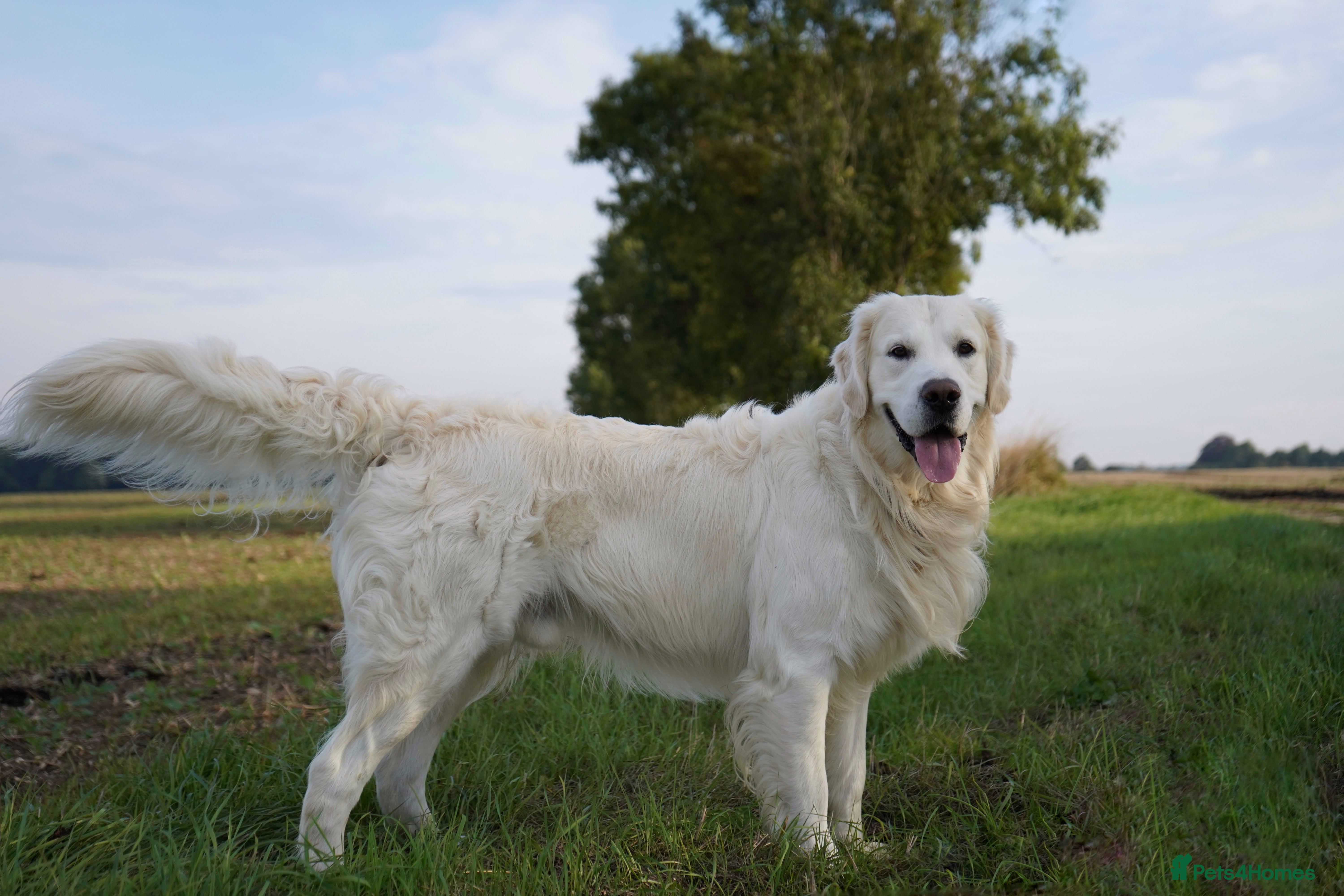 Golden Retriever dogs Stunning Golden Retriever Stud Dog KC Registered in Beverley - Advert 13