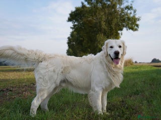 Golden Retriever dogs in Beverley - Advert 35