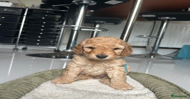 Cockapoo dogs - Advert 13