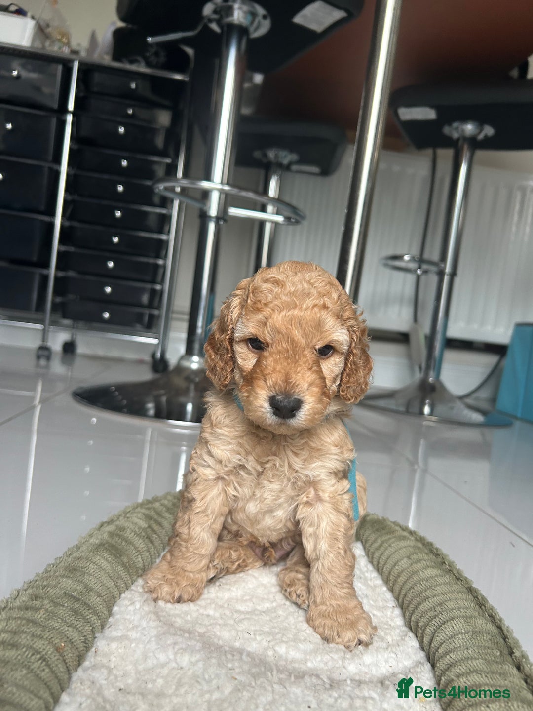 Cockapoo dogs for sale: Cockapoo boys - Image 3