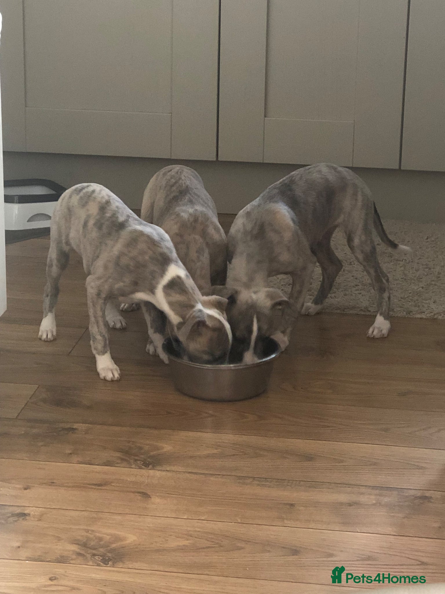 Whippet dogs Two exceptional kc registered pups available  - Advert 2