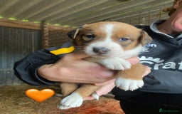 Welsh Collie dogs for sale: Welsh Sheepdog Puppies - Image 4